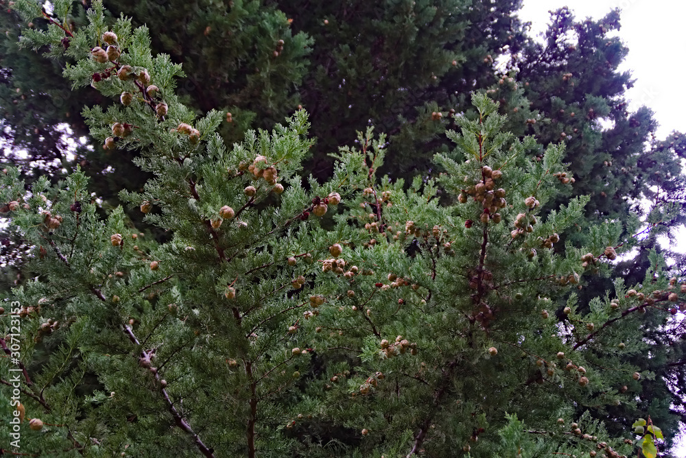 Fototapeta premium Il cipresso con le sue bacche in autunno