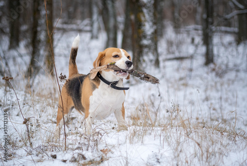 Fototapeta Naklejka Na Ścianę i Meble -  dog breed Beagle for a walk in the winter snow covered Park