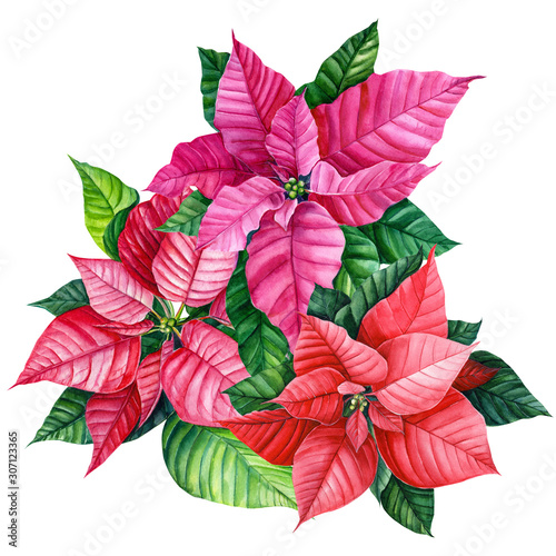 Christmas plant  bouquet of poinsettia flower on an isolated white background. Watercolor illustration  botanical painting.