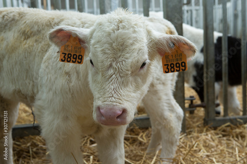 Belgian Blue Calves. Cattle. Farming. Double-muscled calves. photo