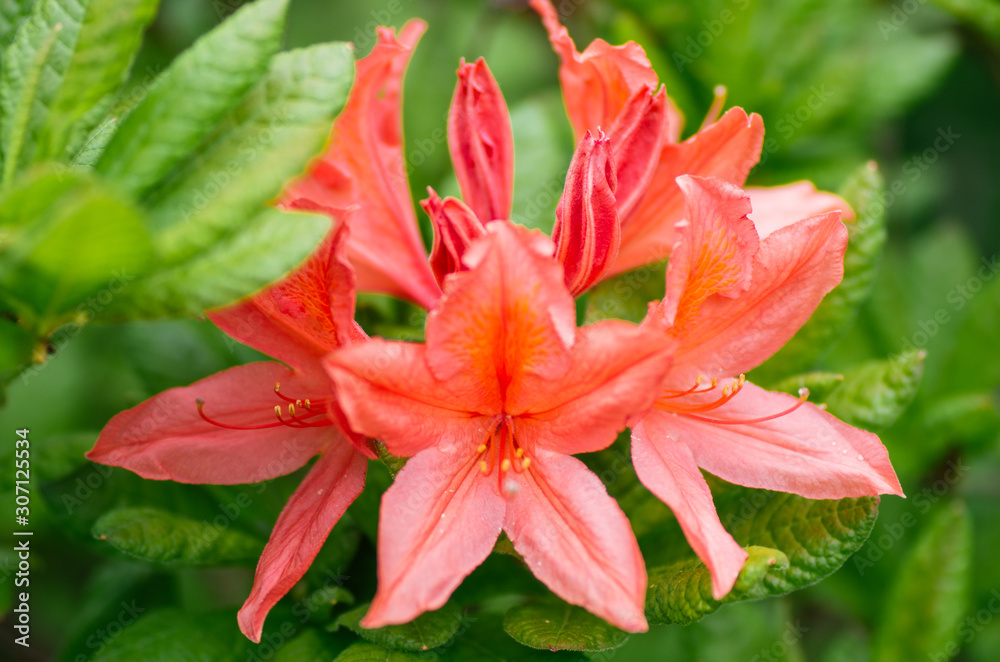 Fototapeta premium nature