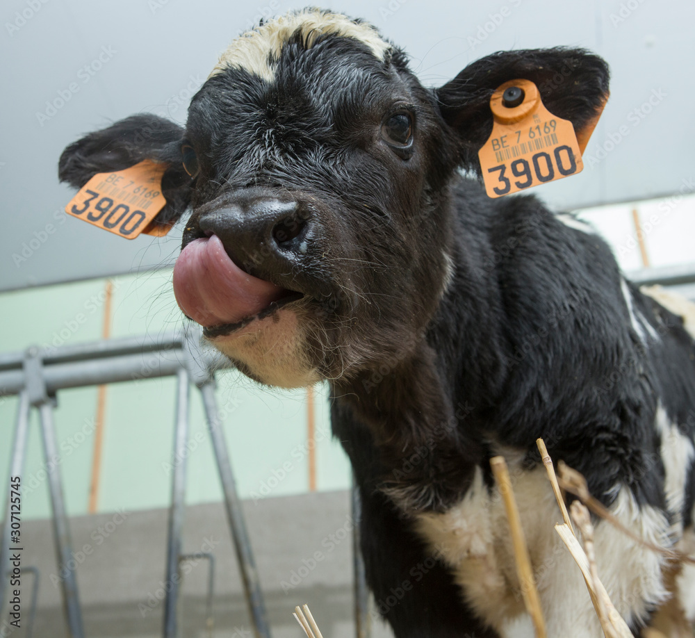 Calf. Doublemuscled calves. Farming. Meat calves. Cattle. Belgian Blue