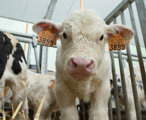 Calf. Double-muscled calves. Farming. Meat calves. Cattle. Belgian Blue cows photo