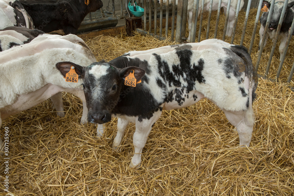 Calf. Doublemuscled calves. Farming. Meat calves. Cattle. Belgian Blue