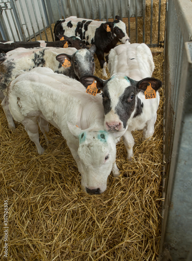 Calf. Doublemuscled calves. Farming. Meat calves. Cattle. Belgian Blue