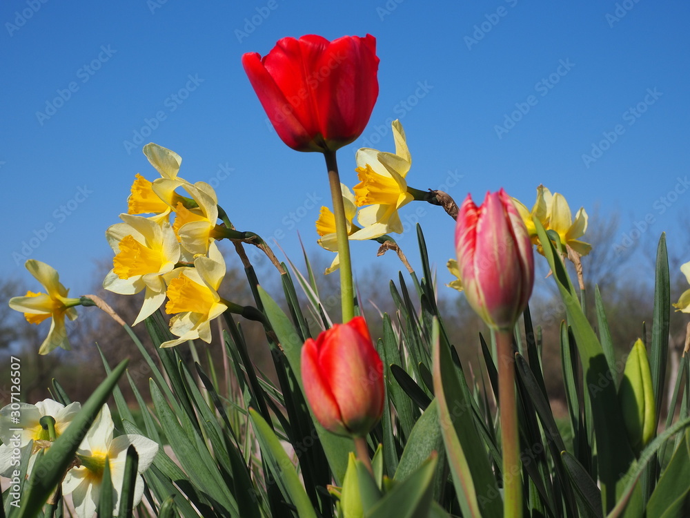 Fototapeta premium field of red tulips
