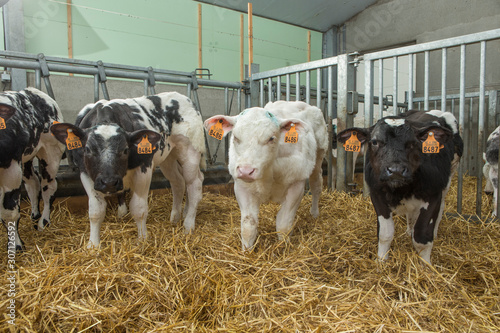 Calf. Double-muscled calves. Farming. Meat calves. Cattle. Belgian Blue cows photo