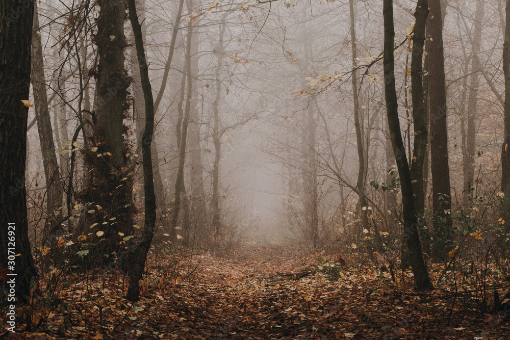 Mysterious dark foggy autumn forest. Pathway among high trees at fading woodland.