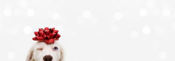 banner close-up hide dog pet celebrating christmas wrapped with a red ribbon. Isolated on white or gray background.