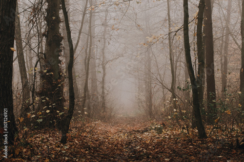 Mysterious dark foggy autumn forest. Pathway among high trees at fading woodland.