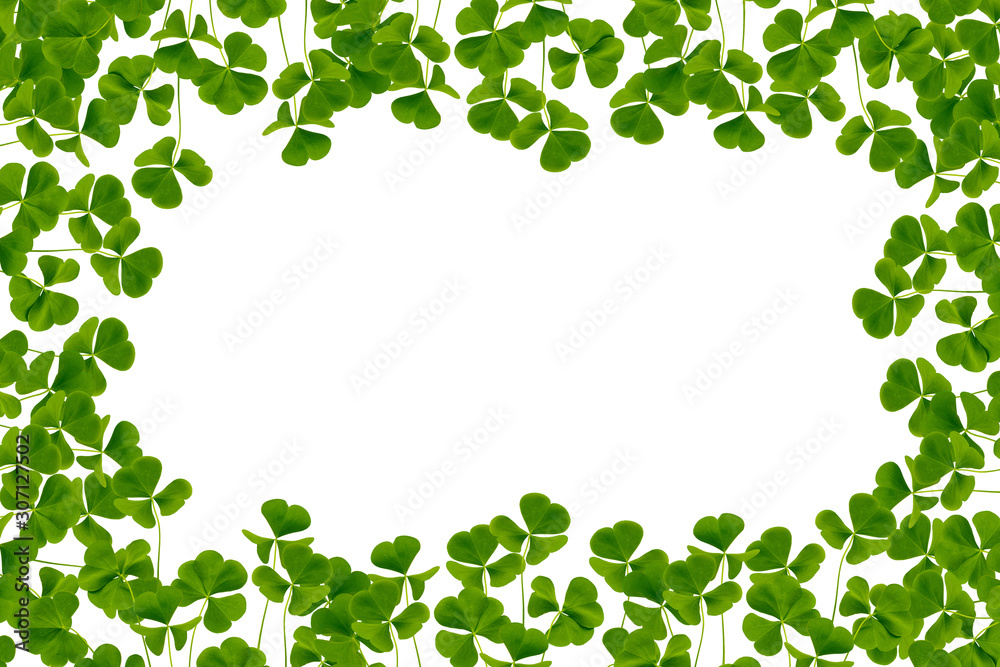 green clover leaves isolated on white background. St.Patrick 's Day green clover leaves isolated on white background. St.Patrick 's Day