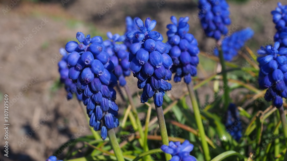 blue flowers in the garden