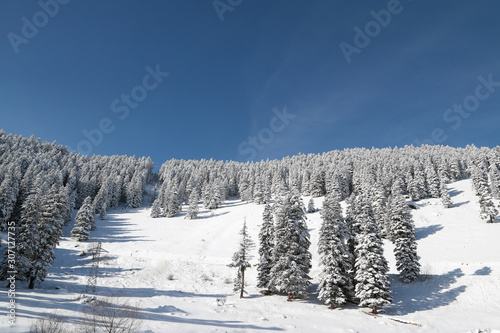 Majestic white spruces glowing by sunlight. Picturesque and gorgeous wintry scene. © murat
