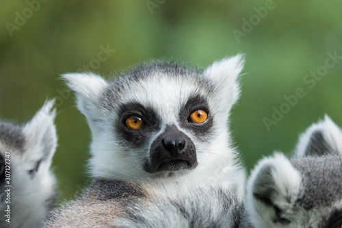 Madagascar lemur close-up ( Lemur catta)