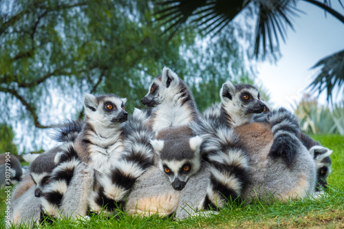 Funny madakascar lemurs (Lemur catta)