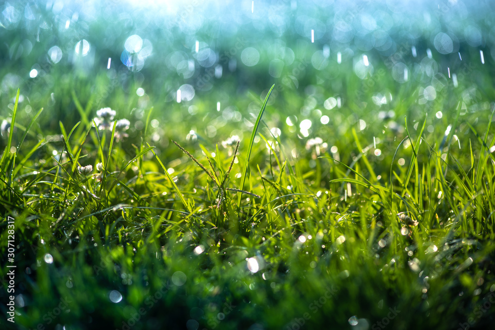 Green grass under water drops sun day light close up