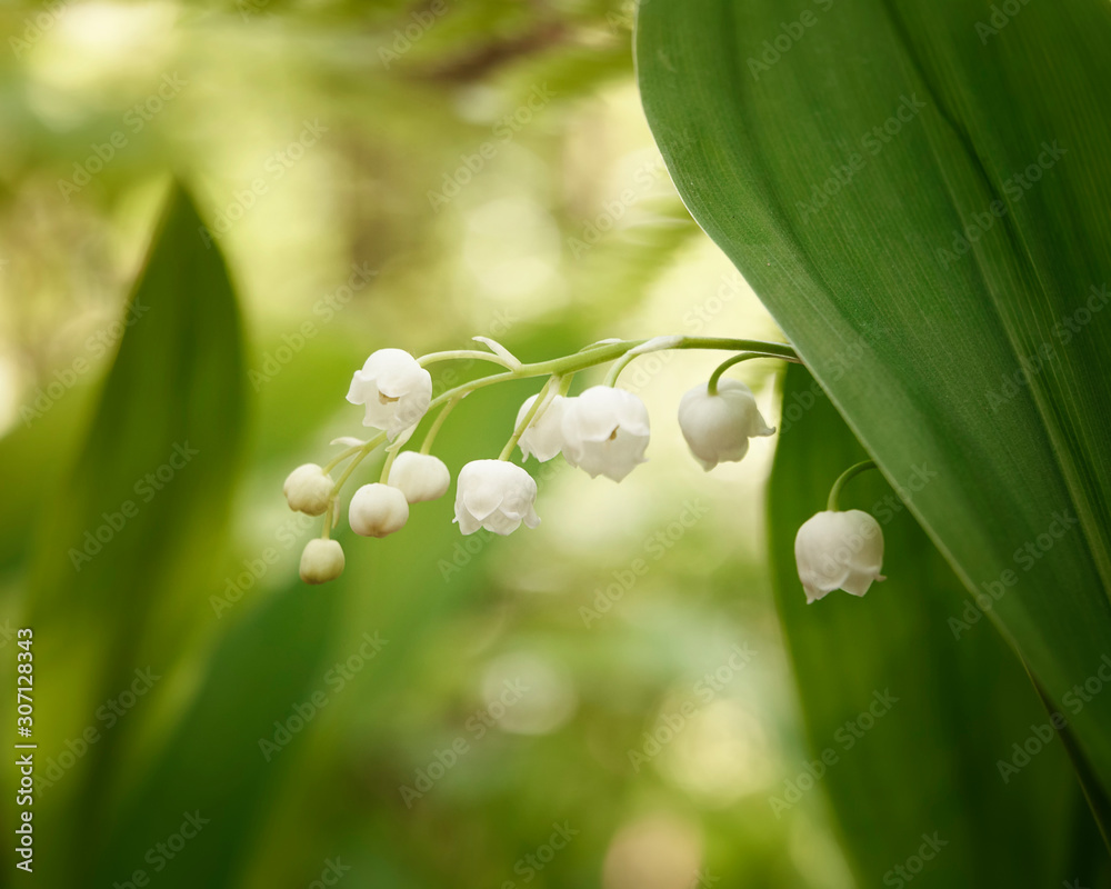 Background of the branch of may lilies and leaf Background of the branch of may lilies and leaf