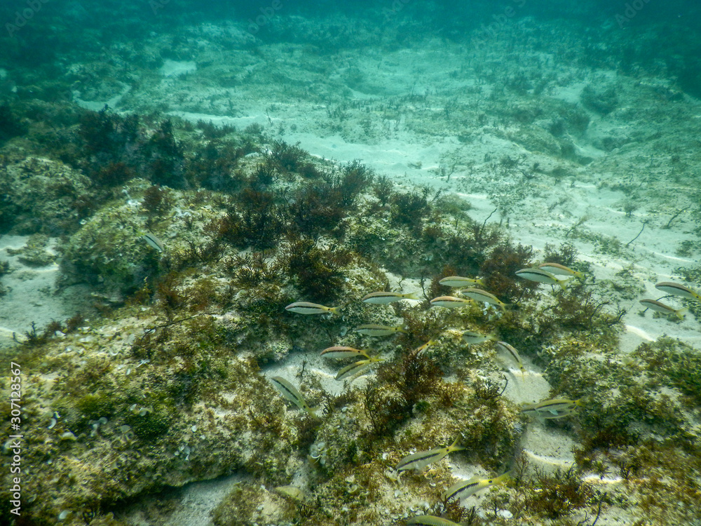 Isolated malayan halfbeak in the water, needle fish, Dermogenys pusilla