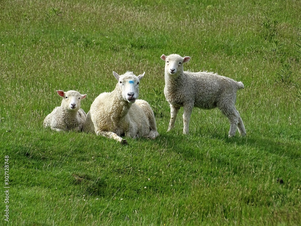 Fototapeta premium Maman mouton avec ces deux bébés en pleine campagne sur un fond de prairie verte