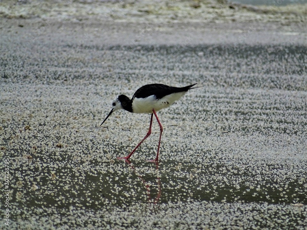 Echassier noir et blanc aux longues pates rouge sur une mer de sel — free download