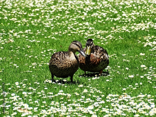 Couple de canard amoureux dans une praire aux herbes verte et paquerettes photo