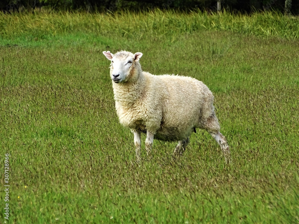 Mouton au milieu d'un champs au coeur de la nouvelle zélande Mouton au milieu d'un champs au coeur de la nouvelle zélande