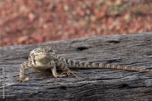 Lézard aux yeux fixant et menaçant, sur une poutre en bois avec un fond de gravier rouge photo