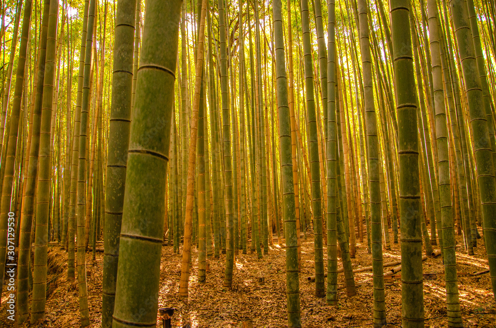 Fototapeta premium Arashiyama Bamboo Forest in Kyoto, Japan