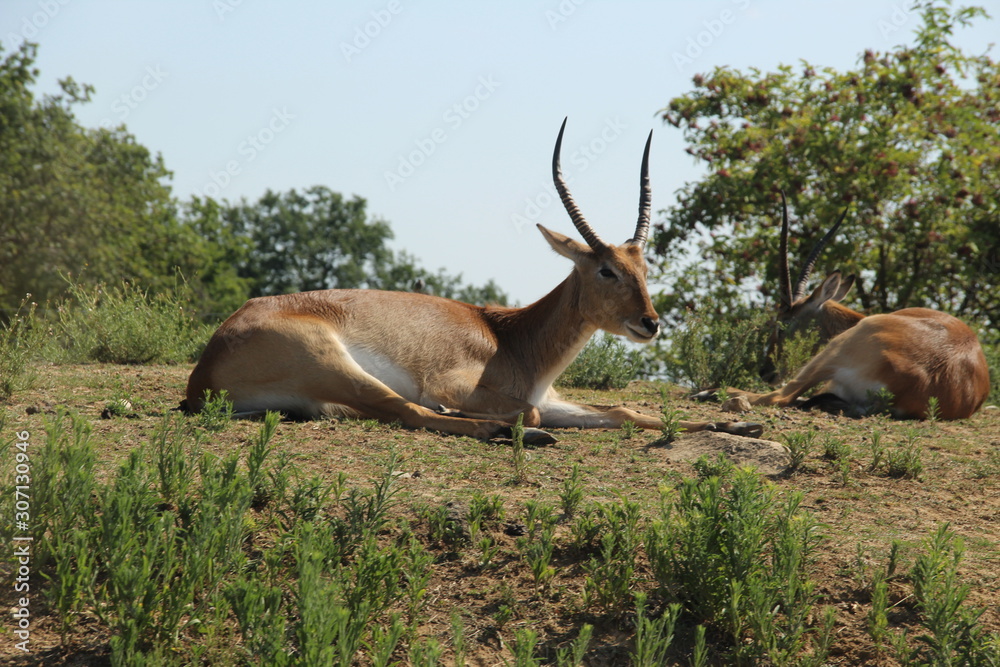 Antilope en pause
