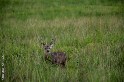 Male Hog Deer  Hyelaphus porcinus  in the grassland of Phu Khieo Wildlife Sanctuary  Thailand