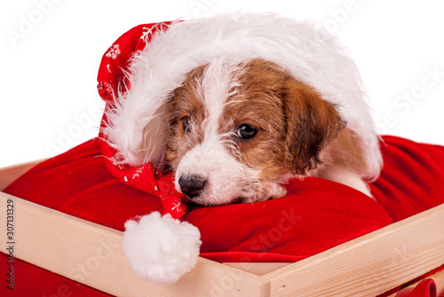 Puppy Jack Russell terrier wearing red Santa hat. Christmas concept. A better gift. Empty space for text