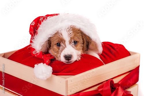 Puppy Jack Russell terrier wearing red Santa hat. Christmas concept. A better gift. Isolated. 
