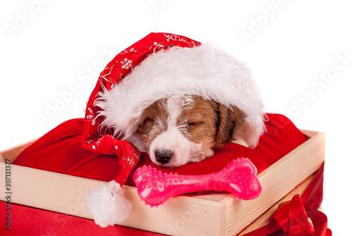 Puppy Jack Russell terrier with the toy bone sleeping in the gift box. Christmas concept. A better gift. Empty space for text.