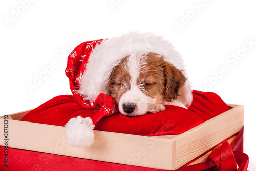 Puppy Jack Russell terrier with red Santa hat sleeping in the gift box. Christmas concept. A better gift. Empty space for text