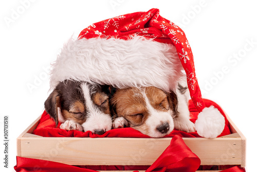 Puppies Jack Russell terrier with red Santa hat sleeping in the gift box. Christmas concept. Isolated on the white background