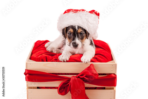Puppy Jack Russell terrier wearing red Santa hat. Christmas concept. A better gift. Empty space for text