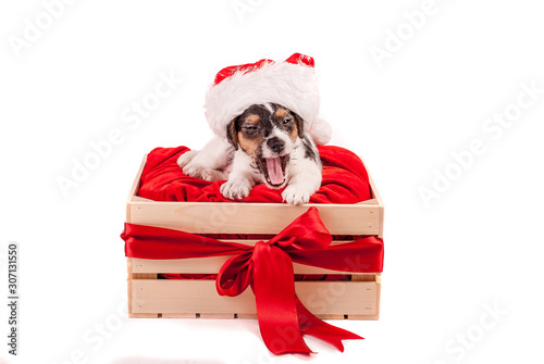 Puppy Jack Russell terrier yawns in the gift box. Christmas concept. Isolated. White background. Space for text