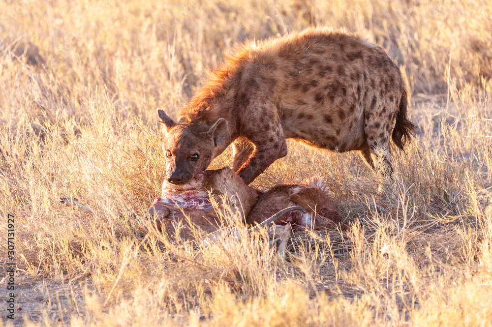 Close-up of a spotted Hyena - Crocuta crocuta- with a prey, seen during the golden hour of sunset in Etosha national Park, Namibia.