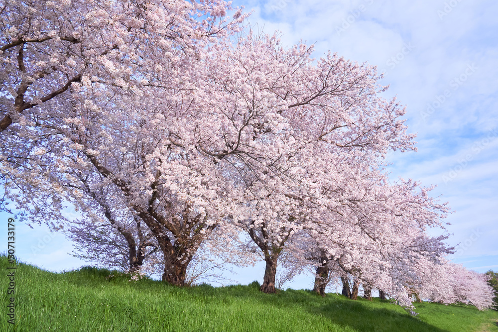 堤防沿いの桜並木