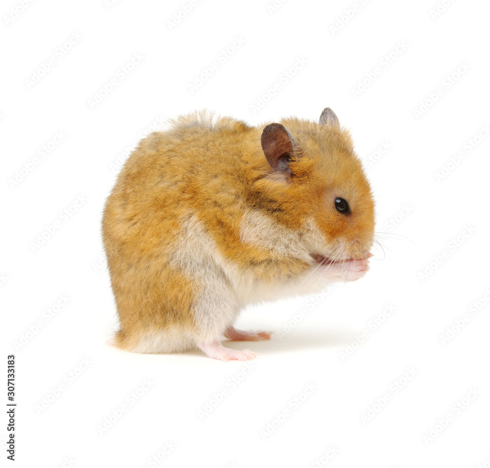Cute hamster washing up on white Cute hamster washing up on white