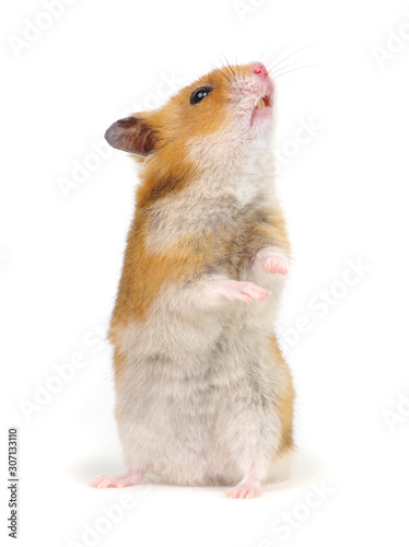 Obraz na plátne Hamster standing on its hind legs isolated on white