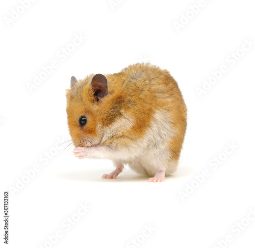 Cute hamster washing up on white