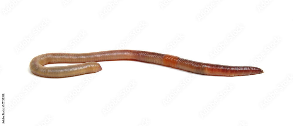 Earth worm isolated on white Earth worm isolated on white