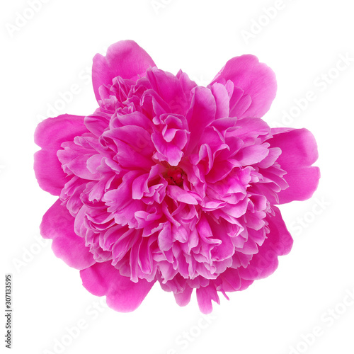 Pink flower isolated on white © Alekss