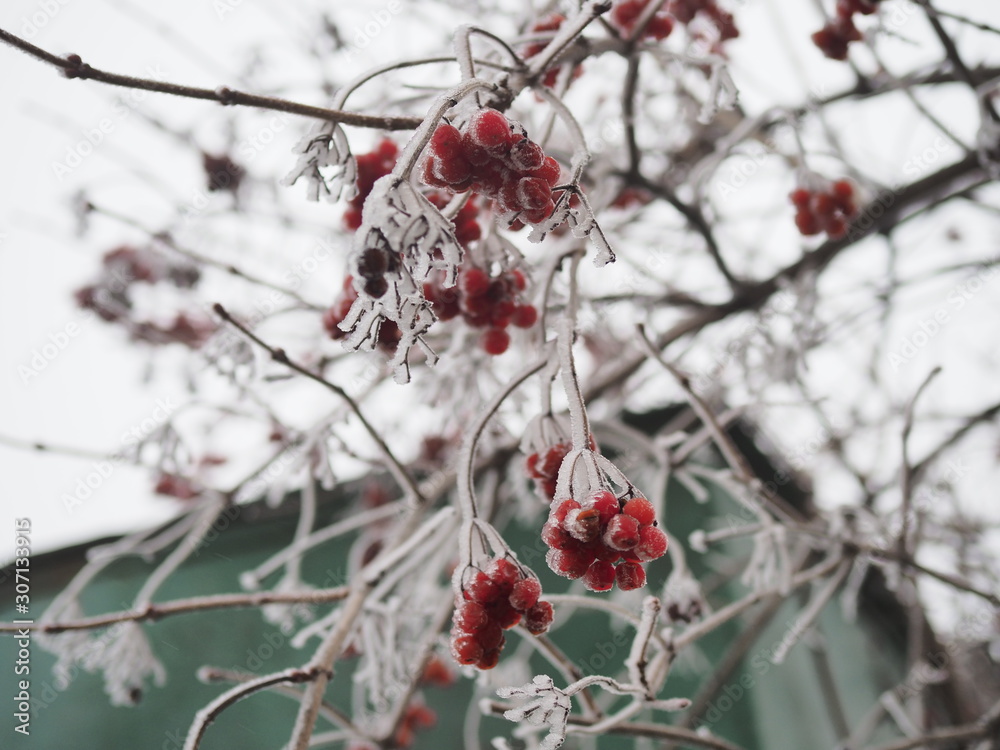 branch of red berries viburnum covered with frost branch of red berries viburnum covered with frost