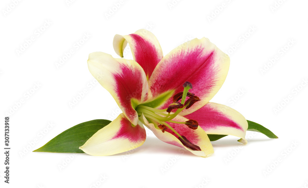 Obraz premium lily flower isolated on white