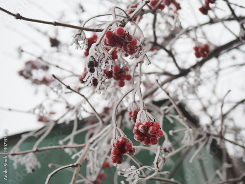 branch of red berries viburnum covered with frost