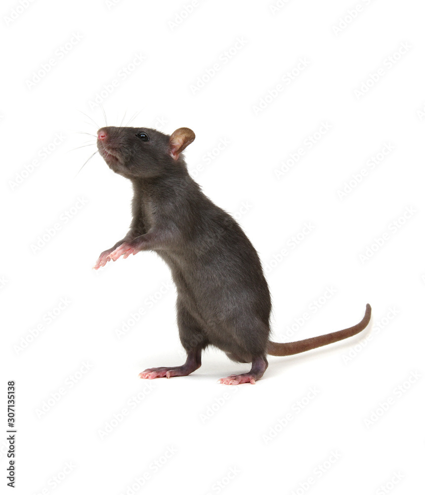 black rat isolated on the white