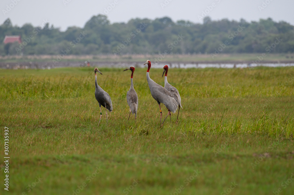 Fototapeta premium Eastern Sarus Crane (Grus antigone) at Huay Jorrakaemak Reservoir Non-Hunting Area, Buriram, Thailand