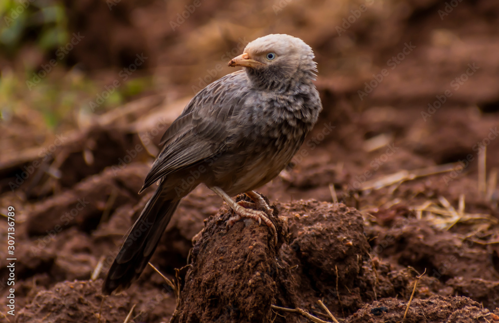 Obraz premium Sparrow